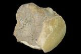 Fossil Mosasaur (Platecarpus) Caudal Vertebra - Kansas #139322-1